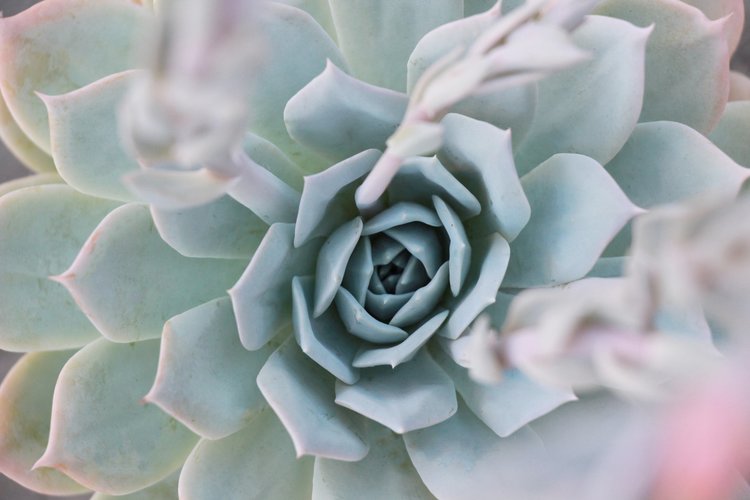 Tips for Growing Healthy Succulents